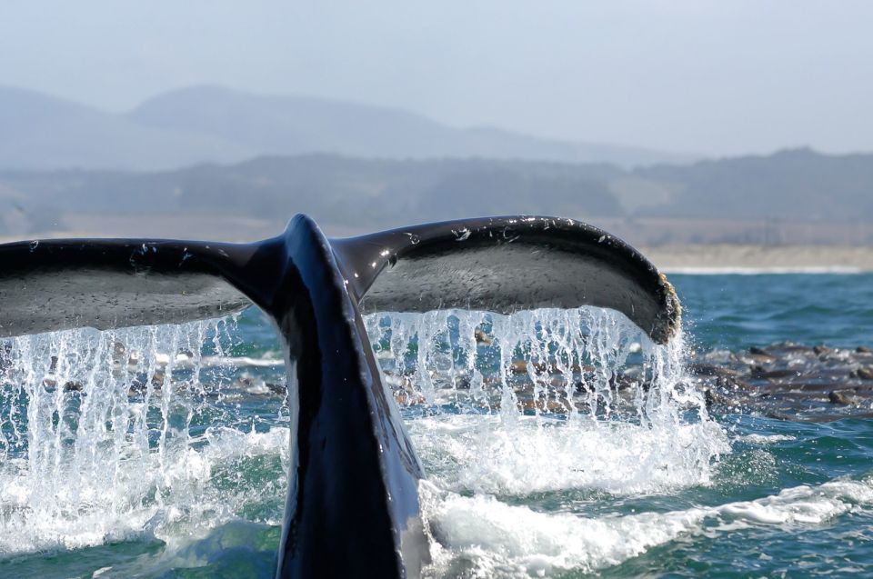 San Diego: Whale Watching Tour - Flagship Cruises & Events - Choosing Your Spot: Main Deck vs Upper Sundeck Views
