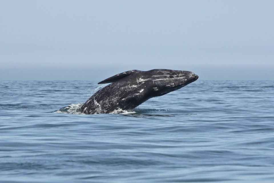 San Diego: Whale Watching Tour - Flagship Cruises & Events - Wildlife Beyond the Whales: Dolphins, Sea Lions, and Birds