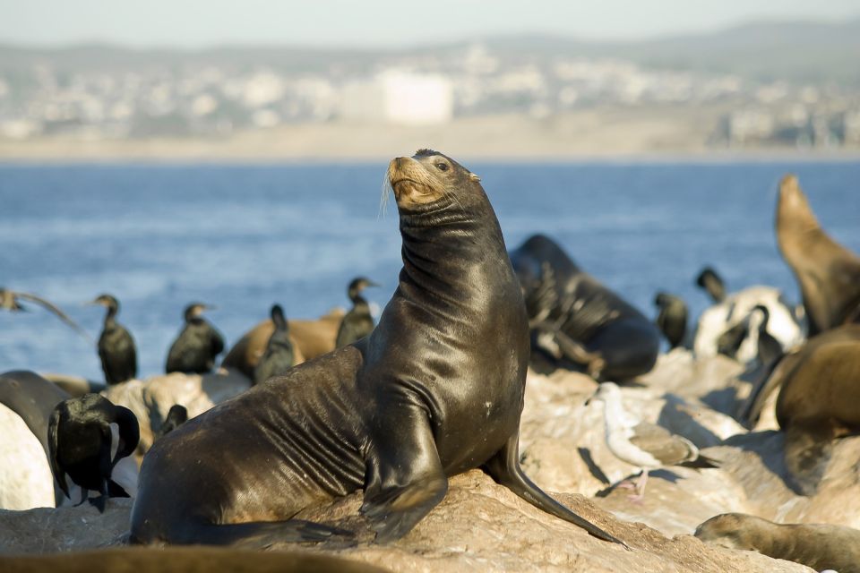 San Diego: Whale Watching Tour - Flagship Cruises & Events - Onboard Comfort, Food Options, and Small Amenities That Matter