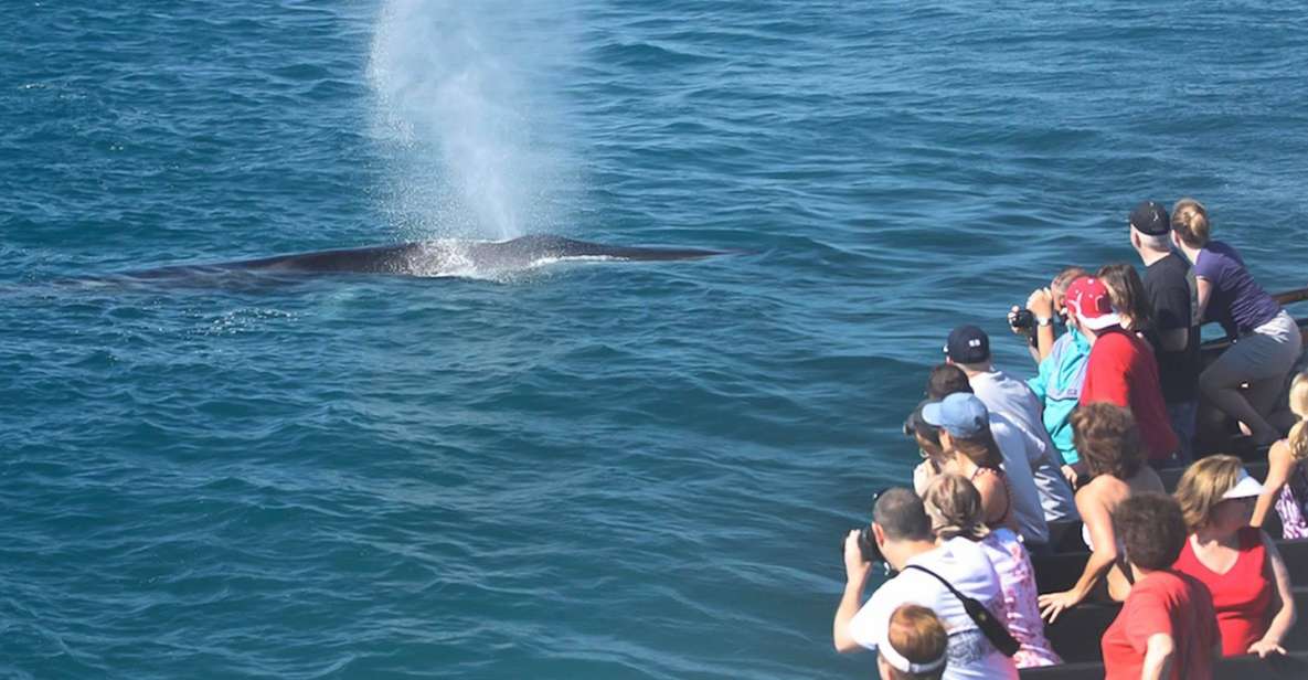 San Diego: Whale Watching Tour - Flagship Cruises & Events - What Happens During the Cruise: How the Whale Watch Plays Out