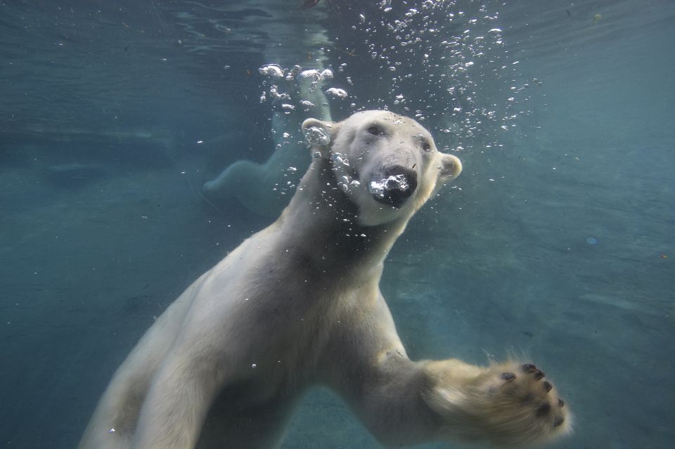 San Diego Zoo: 1-Day Admission Ticket - Polar Bear Plunge: How They Put You Close to Arctic Life