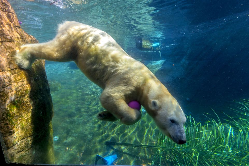 San Diego Zoo: 1-Day Admission Ticket - Africa Rocks and Other Big Names: What You’ll Likely Want Next