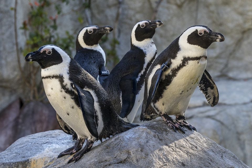 San Diego Zoo: 1-Day Admission Ticket - Sea Lion Show: A Timed Break That’s Actually Worth It