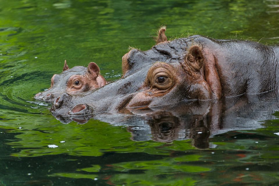 San Diego Zoo: 1-Day Admission Ticket - Price and Value: What You’re Paying For (and Why It Can Be Worth It)