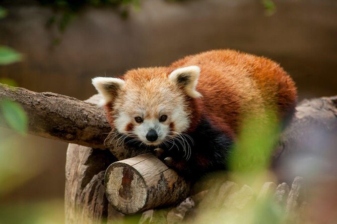 San Diego Zoo 1-Day Pass: Any Day Ticket - San Diego Zoo 1-Day Pass: what you really get for $78