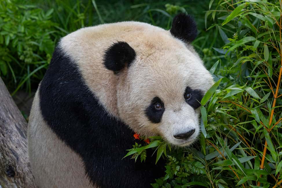San Diego Zoo Admission Ticket - Best order for a 1-day win: bus tour plus Skyfari