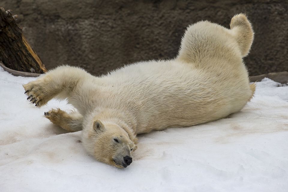 San Diego Zoo and Safari Park: 2-Day Entry Ticket - Who This Ticket Suits Best