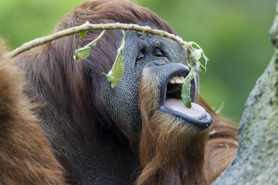 San Diego Zoo and Safari Park: 2-Day Entry Ticket - Two Parks, One Ticket: How the 2-Day Pass Works