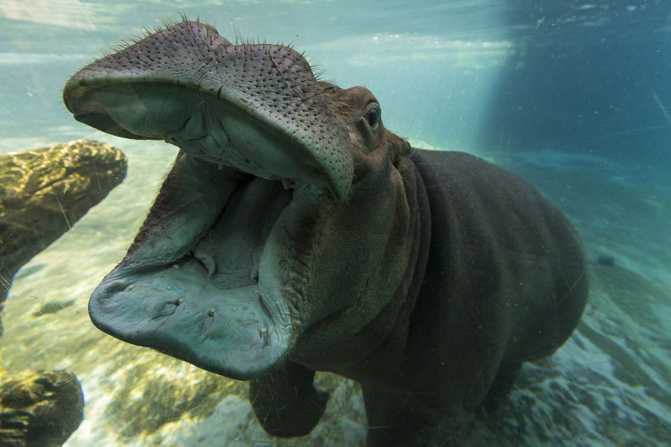 San Diego Zoo and Safari Park: 2-Day Entry Ticket - Safari Park Day: 1,800 Acres of Wide-Open Enclosures