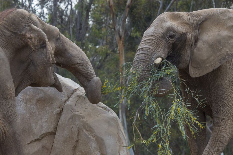 San Diego Zoo and Safari Park: 2-Day Entry Ticket - Africa Tram Safari and Cheetah Run: Included Moments That Matter
