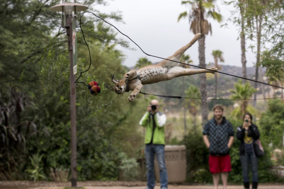 San Diego Zoo and Safari Park: 2-Day Entry Ticket - Shows, Presentations, and the Children’s Zoo Add-Up