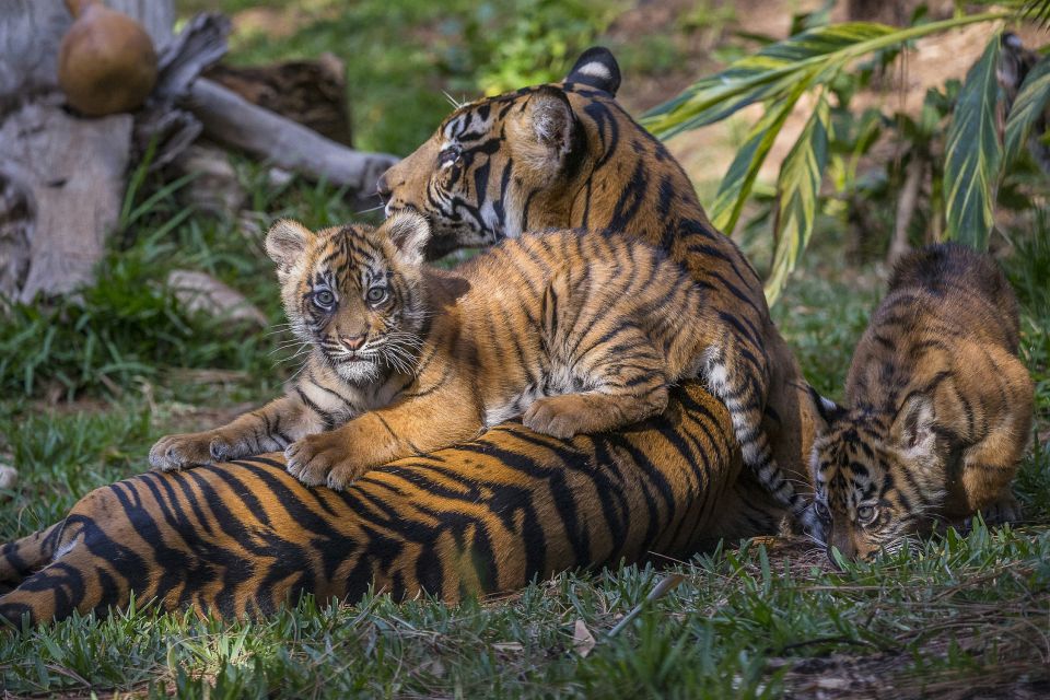 San Diego Zoo and Safari Park: 2-Day Entry Ticket - Food, Parking, and the Real Budget Behind $152