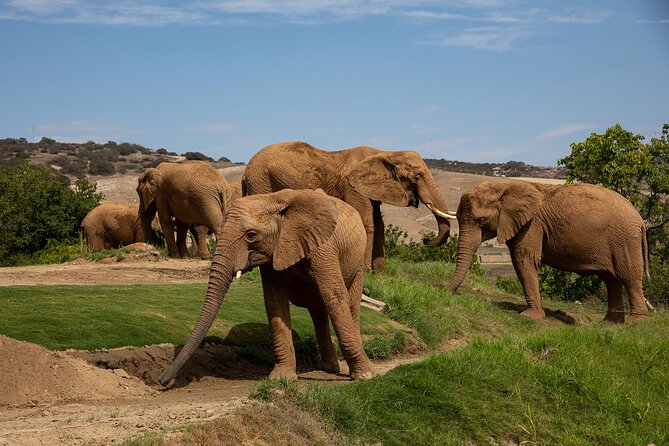 San Diego Zoo and Safari Park 2-Visit Pass Ticket - What this 2-Visit pass is really worth