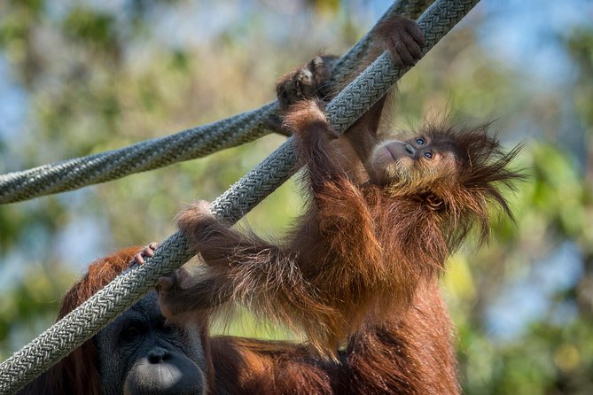 San Diego Zoo and Safari Park 2-Visit Pass Ticket - Two parks, one trip: how to plan your timing and avoid the cram-fail
