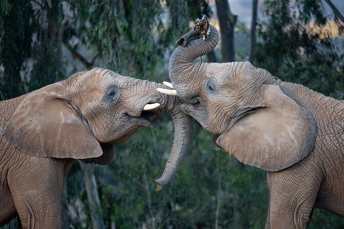 San Diego Zoo and Safari Park 2-Visit Pass Ticket - Value check: what the pass includes, and what costs extra