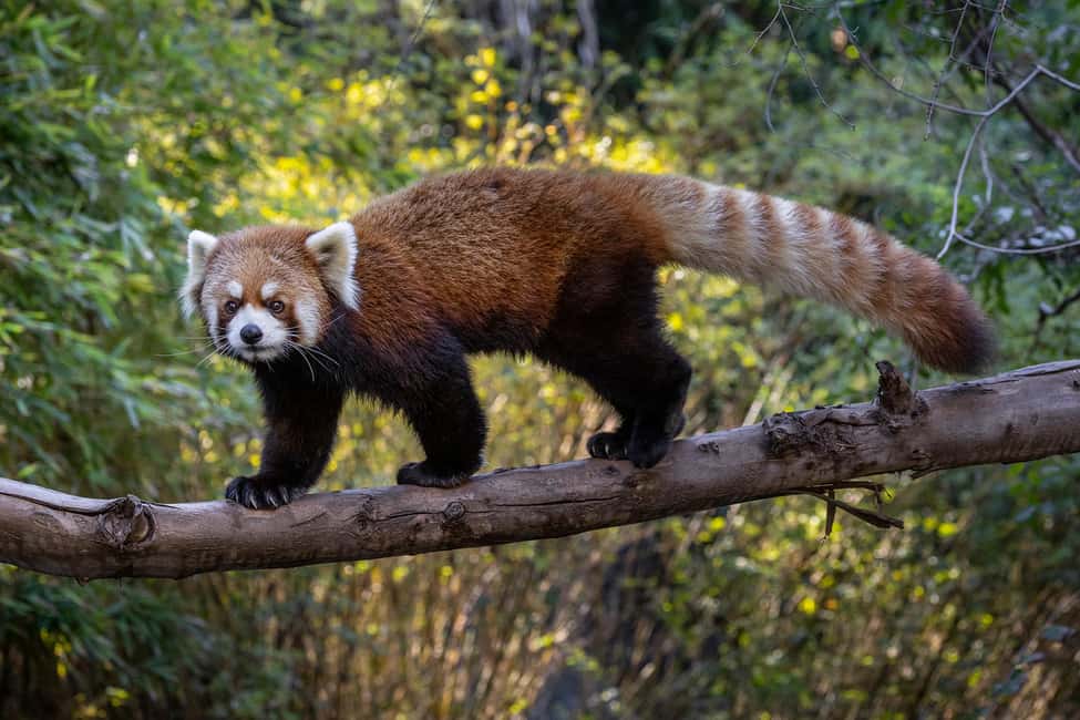San Diego Zoo Safari Park 1-Day Ticket - Africa Tram Safari and Cheetah Run: included, flexible, and worth planning around