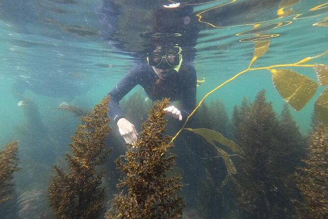 Snorkel San Diego's Mission Bay with a Marine Biologist - Key highlights before you book