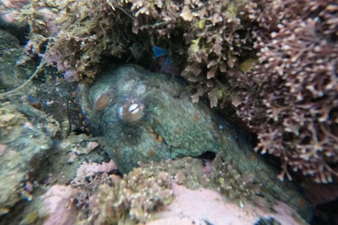 Snorkel San Diego's Mission Bay with a Marine Biologist - Mission Bay’s calm-water setting for real beginner snorkeling