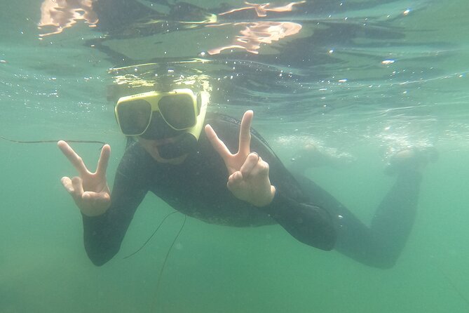 Snorkel San Diego's Mission Bay with a Marine Biologist - The 90-minute flow: safety talk, one hour underwater