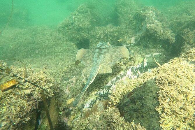 Snorkel San Diego's Mission Bay with a Marine Biologist - What you’ll likely see in Mission Bay (and why it’s so fun)