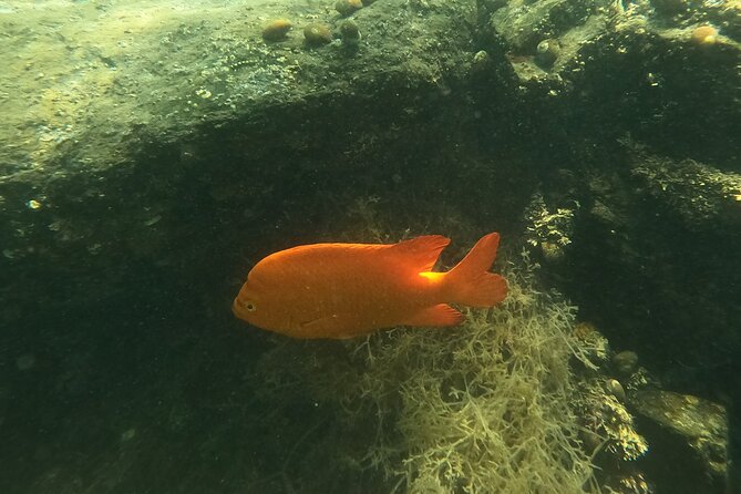 Snorkel San Diego's Mission Bay with a Marine Biologist - Small groups, individual attention, and learning that sticks