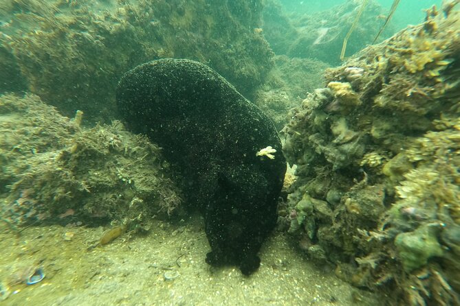 Snorkel San Diego's Mission Bay with a Marine Biologist - Marine life ethics: watch closely, don’t touch
