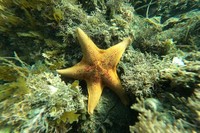 Snorkel San Diego's Mission Bay with a Marine Biologist - Price and what you truly get for $60