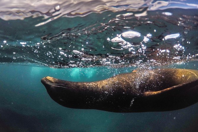 Snorkeling Adventure in La Jolla - La Jolla Snorkeling: Why the Emerald Cave Route Feels Different