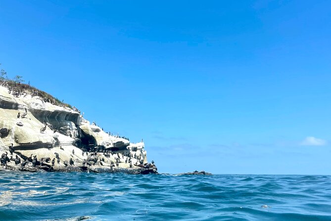 Snorkeling Adventure in La Jolla - Guides Matter: Ocean-Loving Locals Who Teach You to Stay Steady