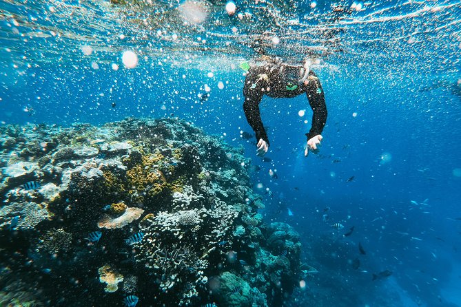 Snorkeling Adventure in La Jolla - Gear, Wetsuits, and the Swim Requirement (No Life Jackets)