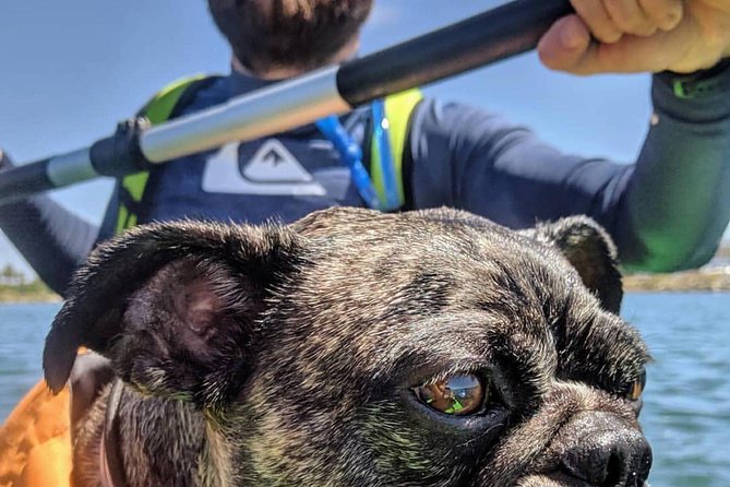 SUP Rental - The Water You’ll Paddle: Calm Conditions and San Diego Views From a New Height