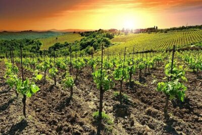 Temecula Wine Country Tour from San Diego - The tasting plan: three wineries and what you’re really buying