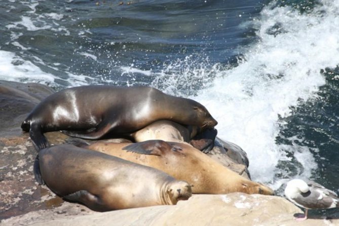 The La Jolla Tour - The Wedding Bowl and the Museum of Contemporary Art area