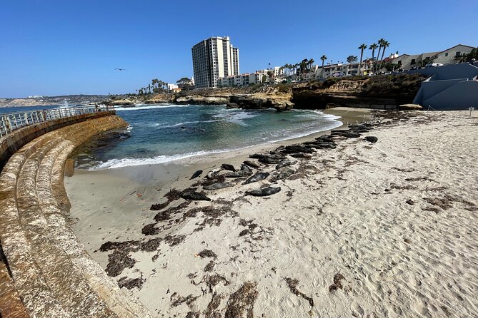 The Plunge E-Bike Tour in La Jolla - Children’s Pool Seals, Plus Coffee and Art Stops That Break Up the Ride