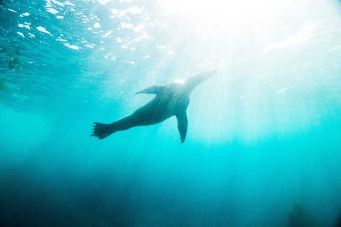 Two Hour Kayak and Snorkel Tour for Two in La Jolla - Gear and Effort: What You’re Actually Responsible For