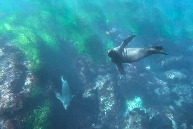 Two Hour Kayak and Snorkel Tour for Two in La Jolla - Who This Tour Suits Best in La Jolla