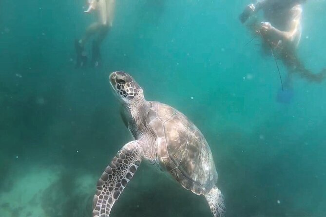 Two Hour Kayak and Snorkel Tour for Two in La Jolla - Should You Book This Two-Hour Kayak and Snorkel Tour for Two?