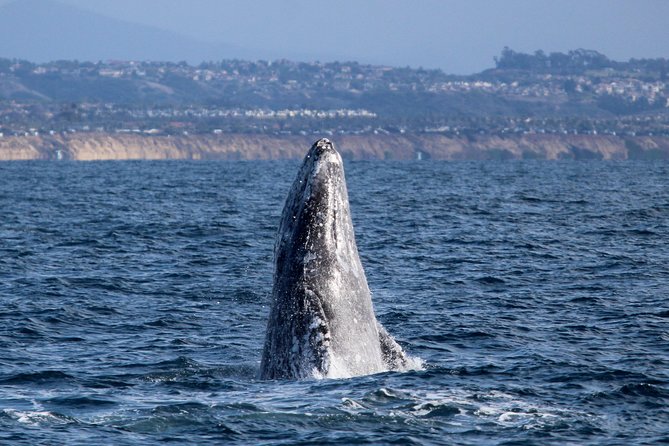 Two-Hour Luxury Whale Watching Tour from Oceanside - Key Things to Know Before You Go