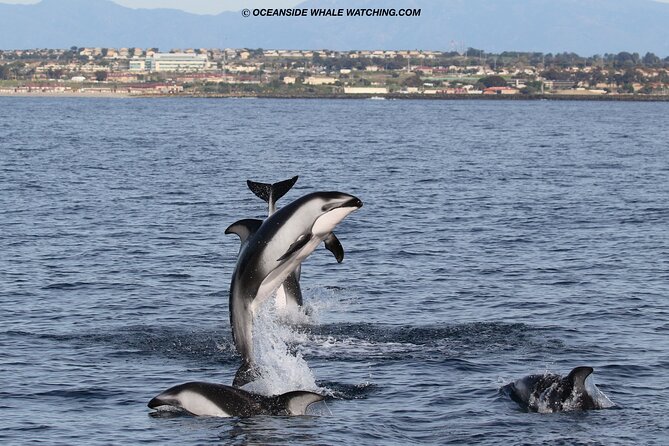 Two-Hour Luxury Whale Watching Tour from Oceanside - Wildlife Reality Check: Dolphins Are Common, Whales Are Seasonal