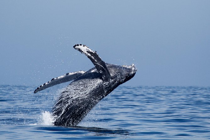 Two-Hour Luxury Whale Watching Tour from Oceanside - Price and Value: What $64 Buys You for Two Hours
