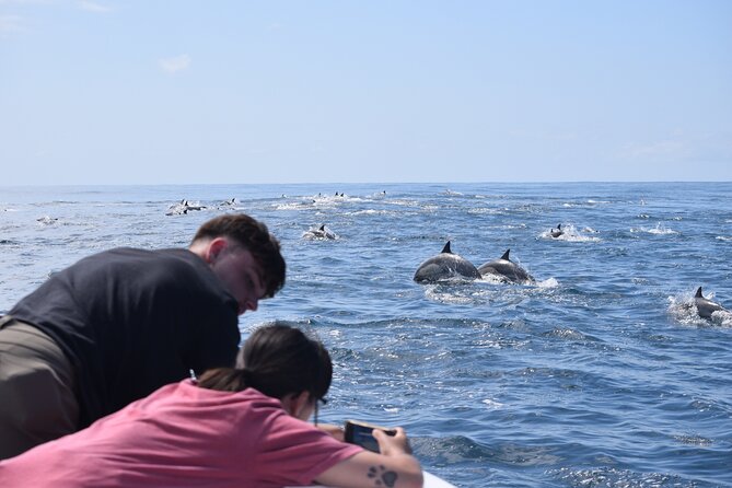 Up Close Dolphin & Whale Watching - What You’re Actually Buying on This Oceanside Dolphin and Whale Cruise