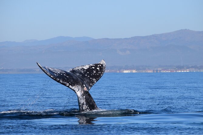 Up Close Dolphin & Whale Watching - The Captain’s Job: Finding Dolphins, Sea Lions, and Possible Whales