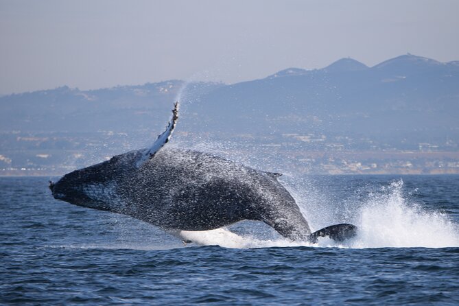 Up Close Dolphin & Whale Watching - Marine Life Expectations: Dolphins Are the Main Attraction