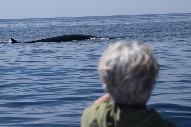 Up Close Dolphin & Whale Watching - Sea Lions and Other Ocean Surprises That Make the Trip Feel Rich
