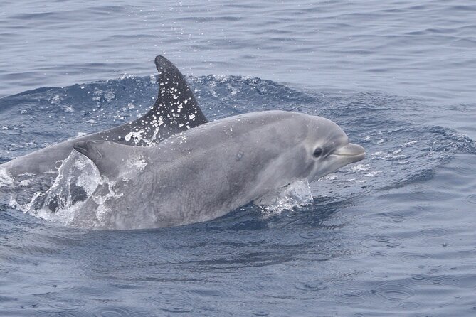 Up Close Dolphin & Whale Watching - Comfort and Practical Tips for a Real Day on the Water