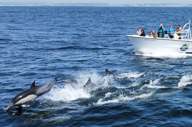 Up Close Dolphin & Whale Watching - Cost and Value: Why $85 Can Be a Good Deal Here