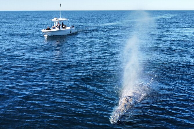 Up Close Dolphin & Whale Watching - Small Boat, Better Chances: Why the 6-Person Limit Matters