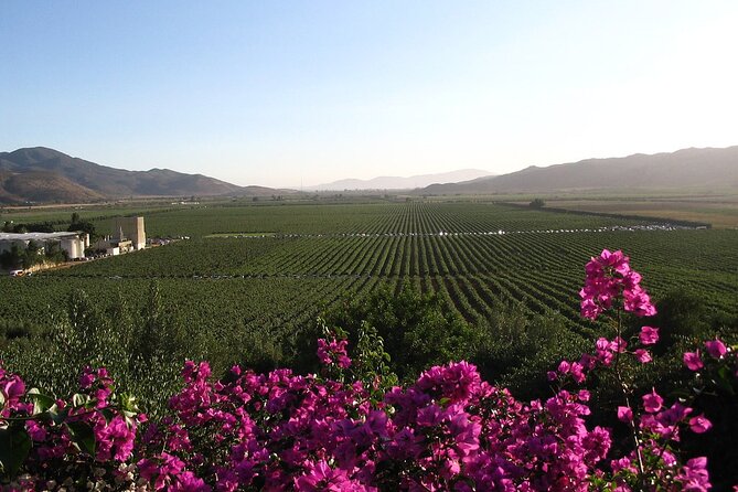 Valle de Guadalupe Winery and Vineyard Tour from San Diego - Border to Baja: Why Valle de Guadalupe Works as a Day Trip