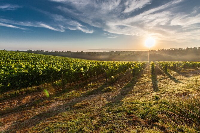 Valle de Guadalupe Winery and Vineyard Tour from San Diego - San Diego to Ensenada: Coast Views and the First Reality Check