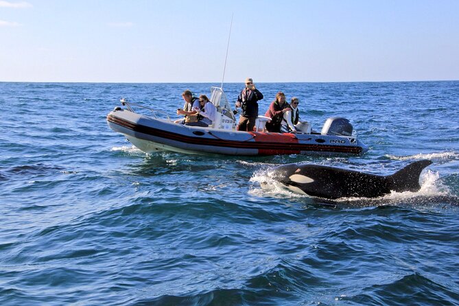 Whale and Dolphin Watching in San Diego - Quick reasons youll like this Mission Bay wildlife cruise